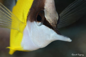 Hello nosey ! by Raoul Caprez 